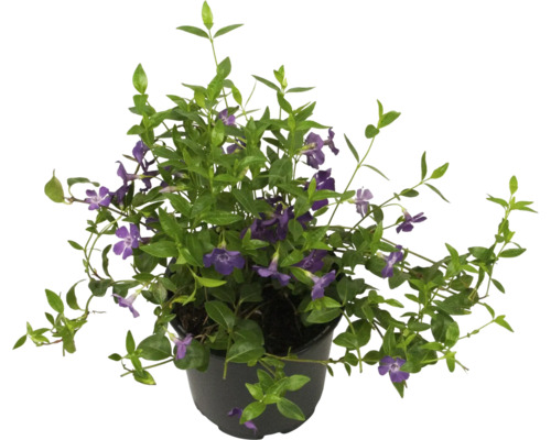 Violetbloeiende maagdenpalm FloraSelf Vinca minor 'Atropurpurea' Ø 13 cm pot