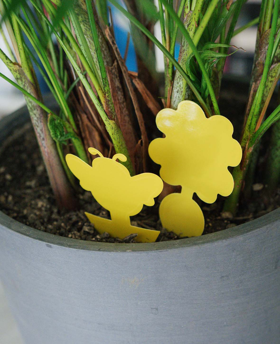 (60er Set) Fruchtfliegen Falle Gelbsticker Trauermücken Klebefalle für Blumentopf / Beet - Blume / Biene