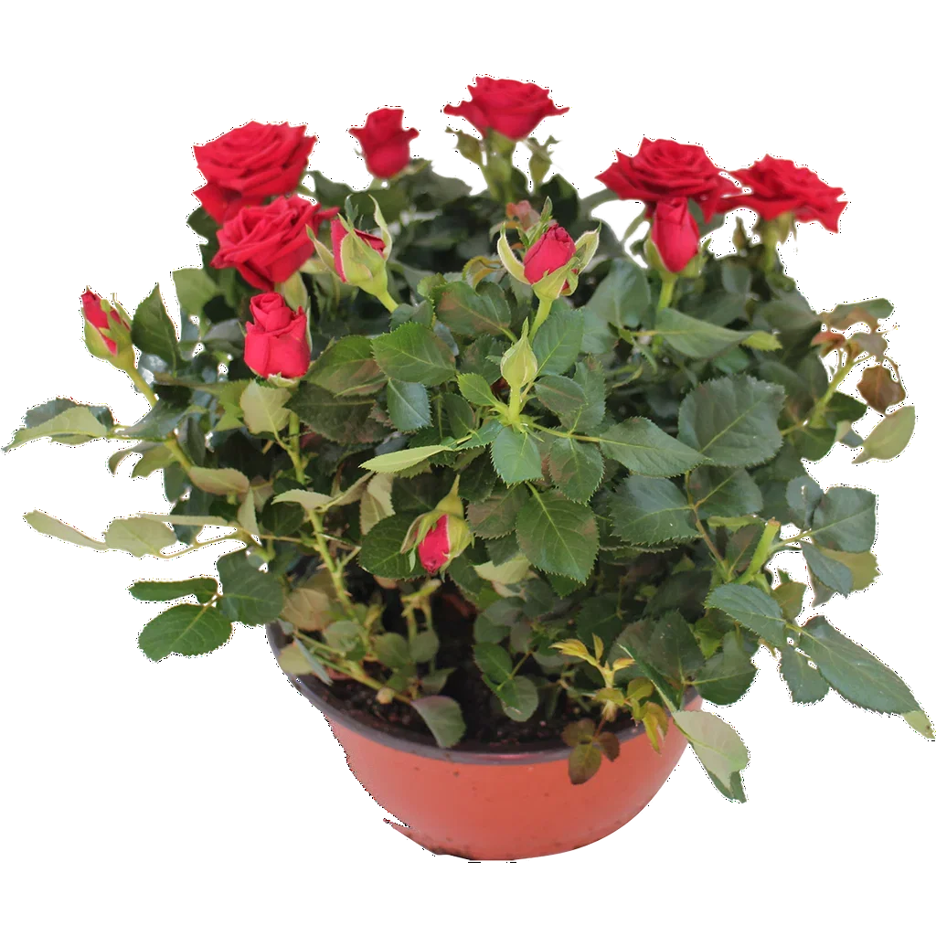 Rosa Potterose i skål Høyde 32 cm