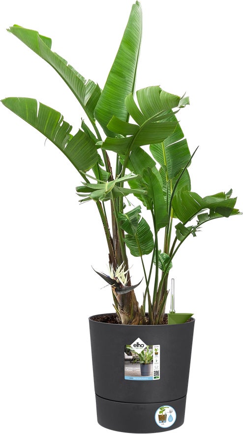 Elho bloempot Greensense Aqua Care antraciet D 29,5 H 29,1 cm