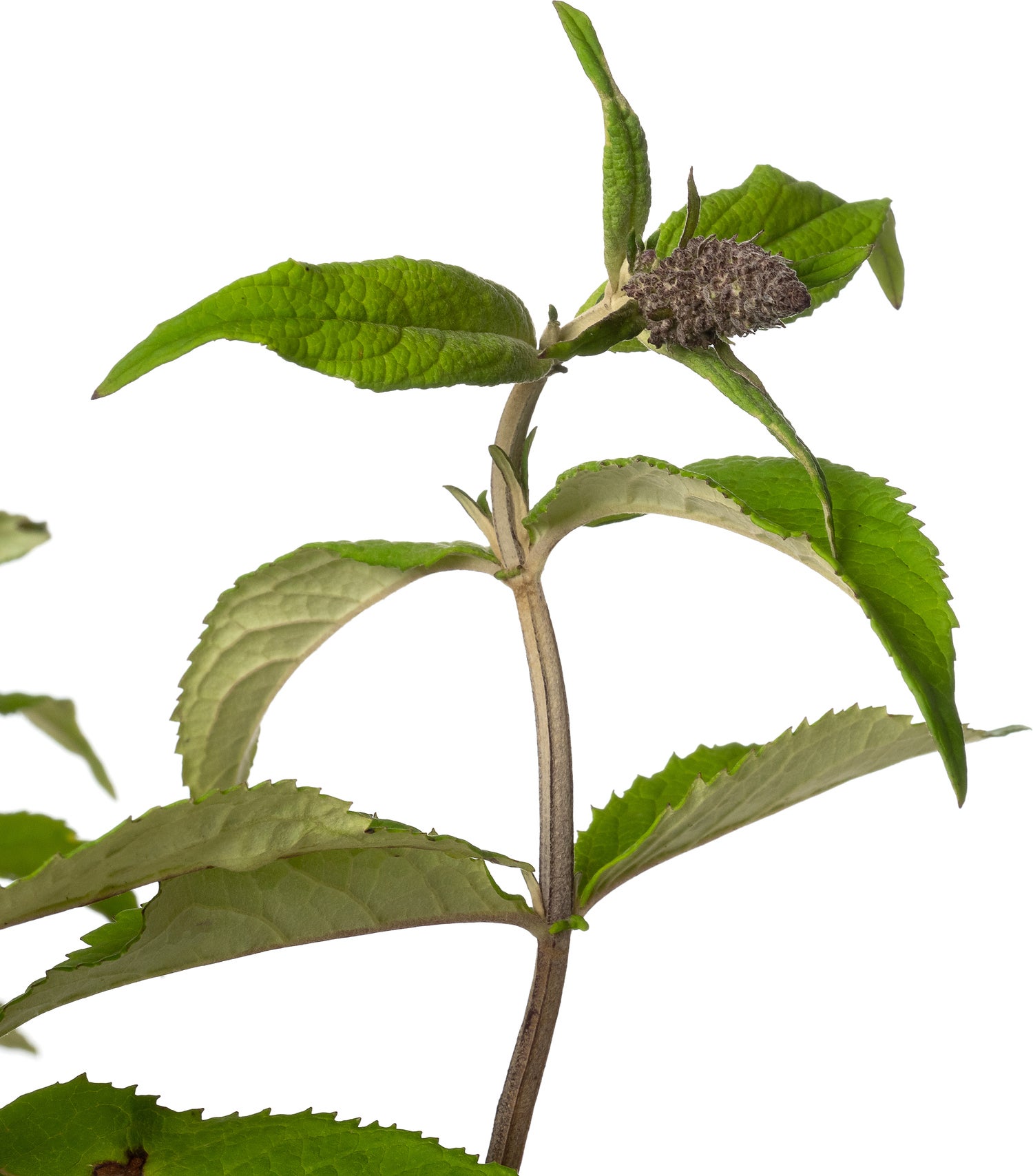 Vlinderstruik (Buddleja davidii 'Prince Charming') D 23 H 25 cm
