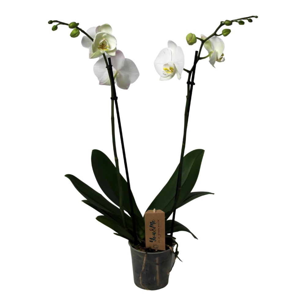 Phalaenopsis - orchidée blanc - pot 12cm - hauteur 50-60cm
