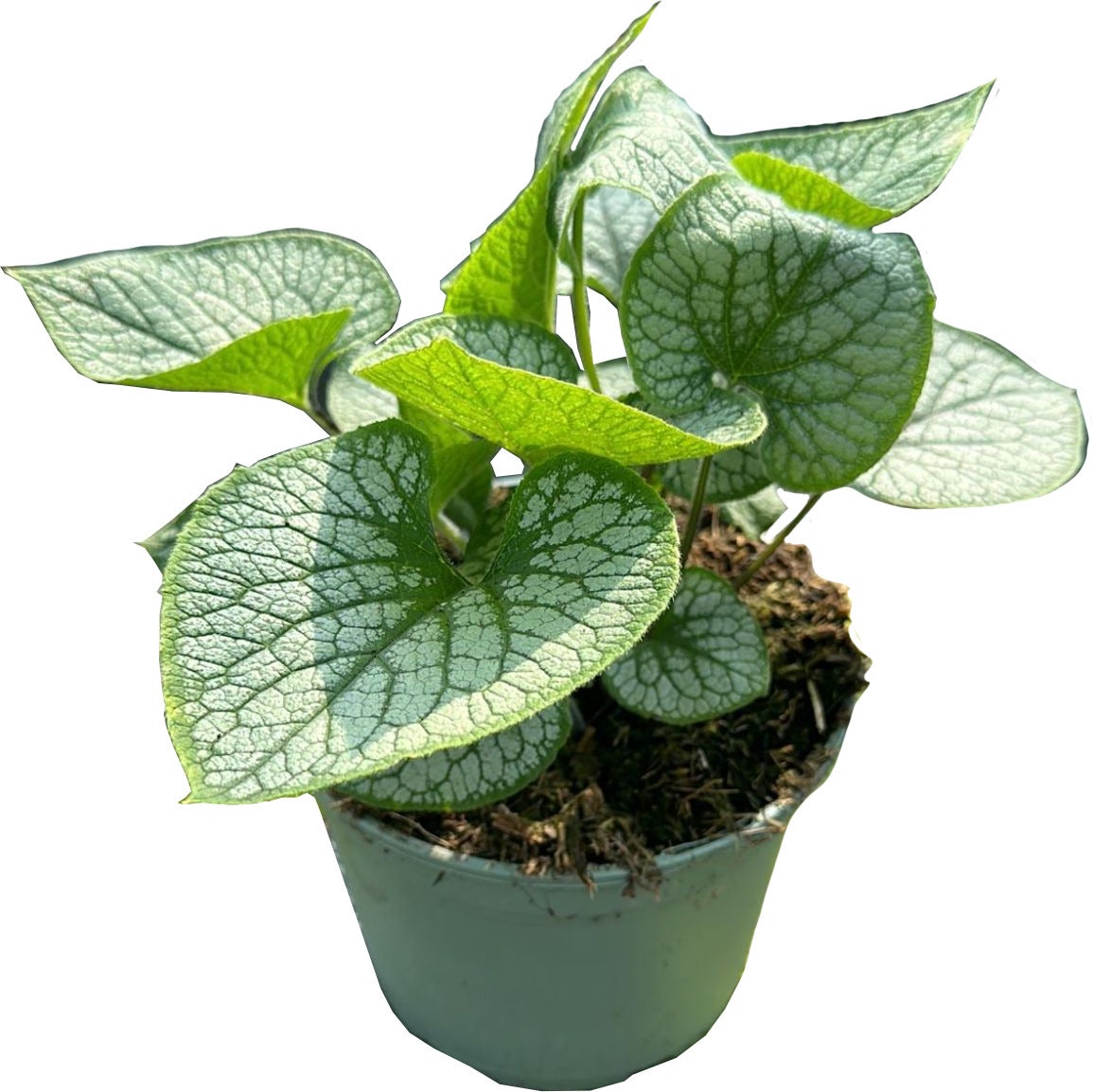 Kaukasische vergeet-mij-niet (Brunnera macrophylla 'Jack Frost') D 17 H 40 cm