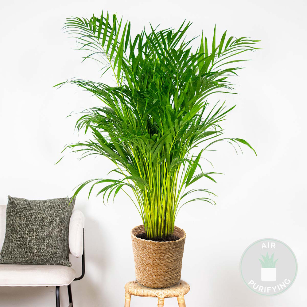 Dypsis lutescens incl. Panier en jonc de mer - palmier doré - ⌀21 cm - ↕100-110 cm