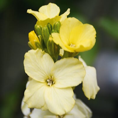 Blumensamen Historischer Goldlack