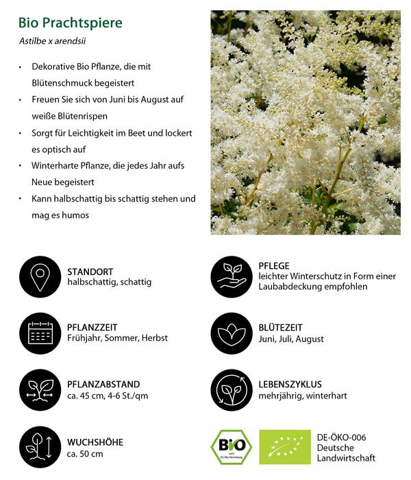 Bio Stauden-Set Beet im Halbschatten,