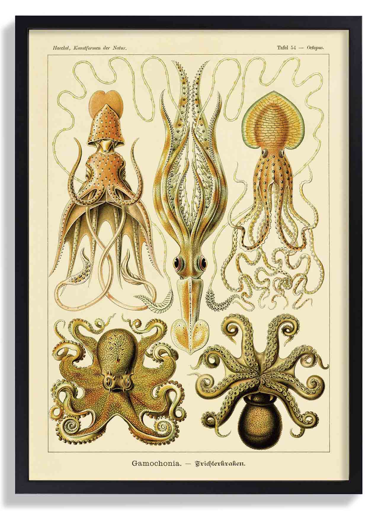 Gamochonia von Ernst Haeckel