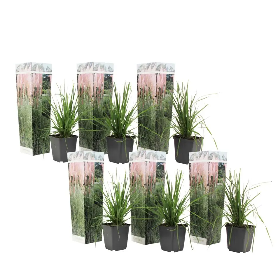 Pampasgras - Set van 6 - Cortaderia selloana - Hoogte 25-40cm - ⌀9cm