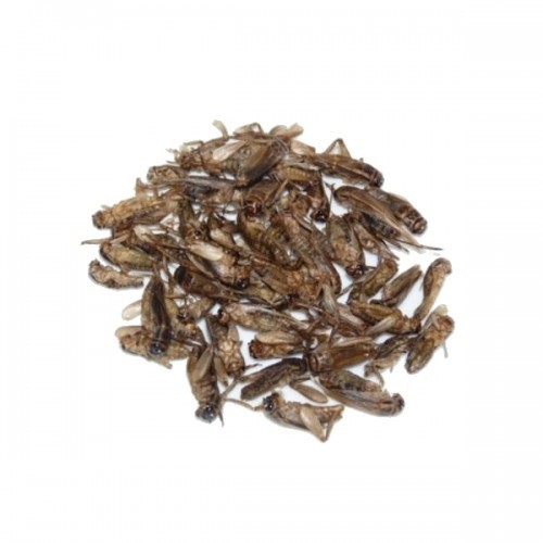 Grilos desidratados para petauros-do-açúcar, sabor neutro.