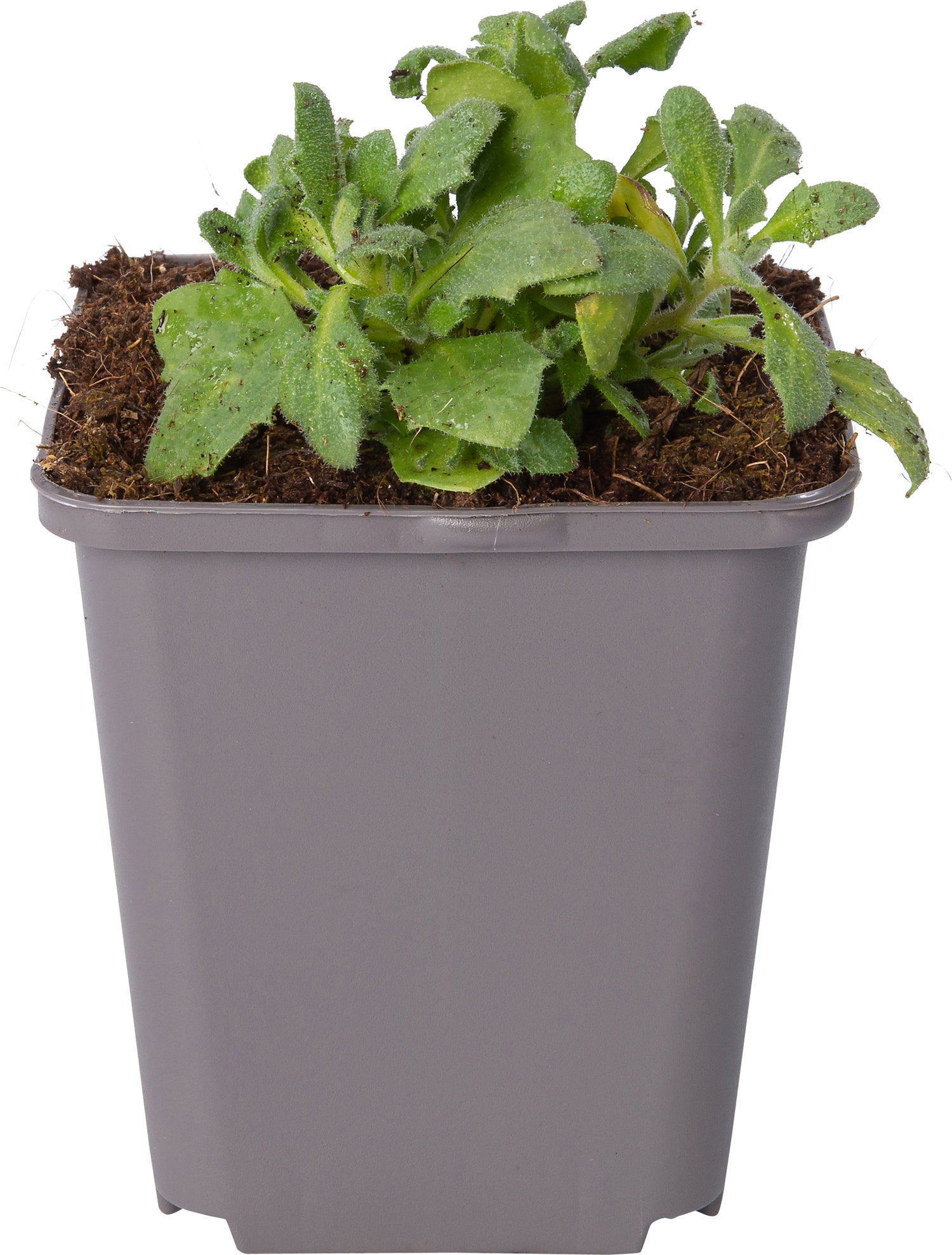 Blauwkussen (Aubrieta 'Blaumeise') D 9 H 10 cm