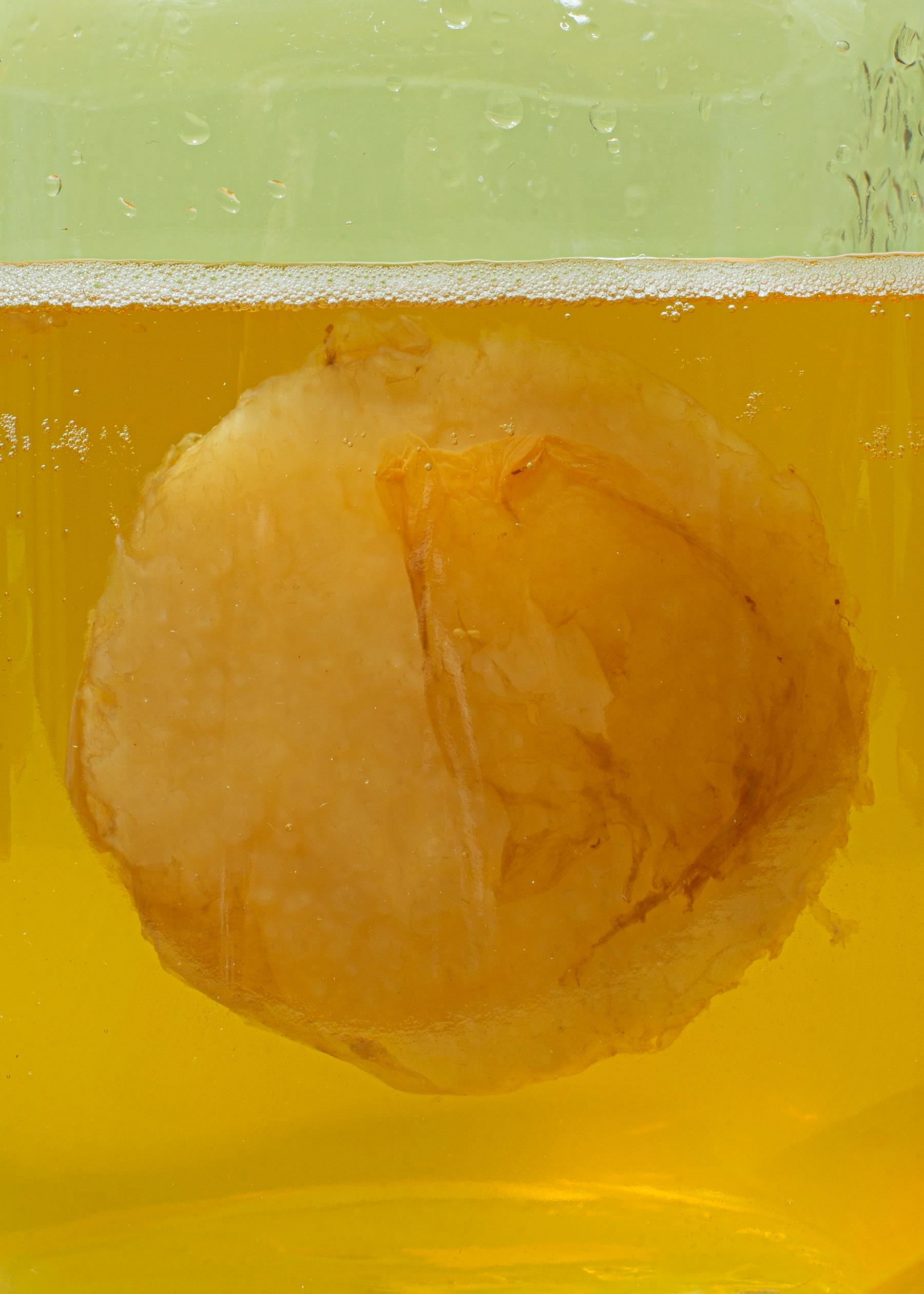 Bio Kombucha Scoby
