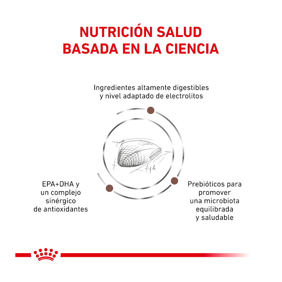 Ração veterinária Royal Canin para o trato gastrointestinal de gatos