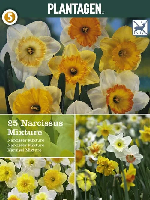 Narcissus Påskelilje miks