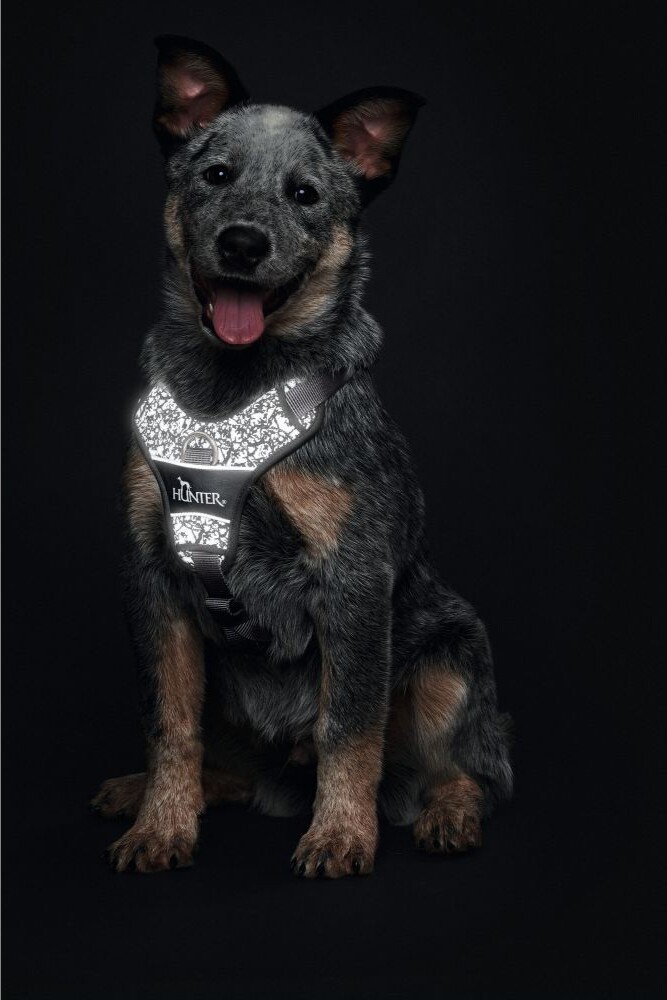 Hunter - Divo Hundesele Med Refleks - Str. Xl