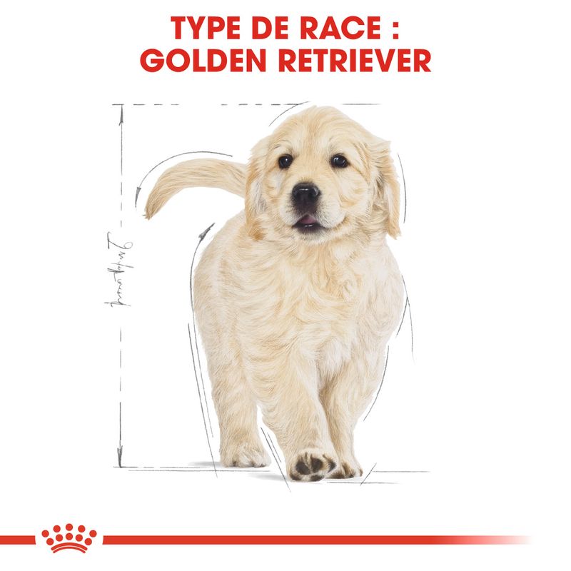 Royal Canin Golden Retriever Puppy sur bitiba.fr