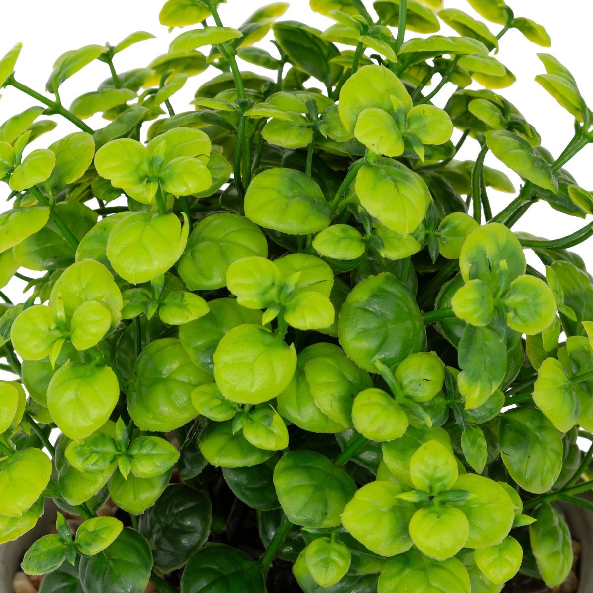 PLANTE GRASSE POT CIMENT DUSTY H.22CM