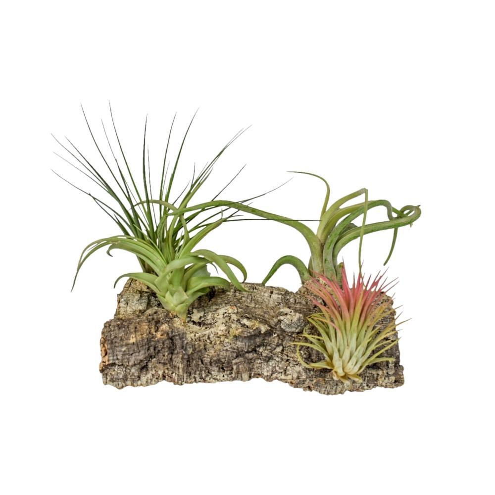 Plante d'intérieur - tillandsia kurkhout large 17.0cm