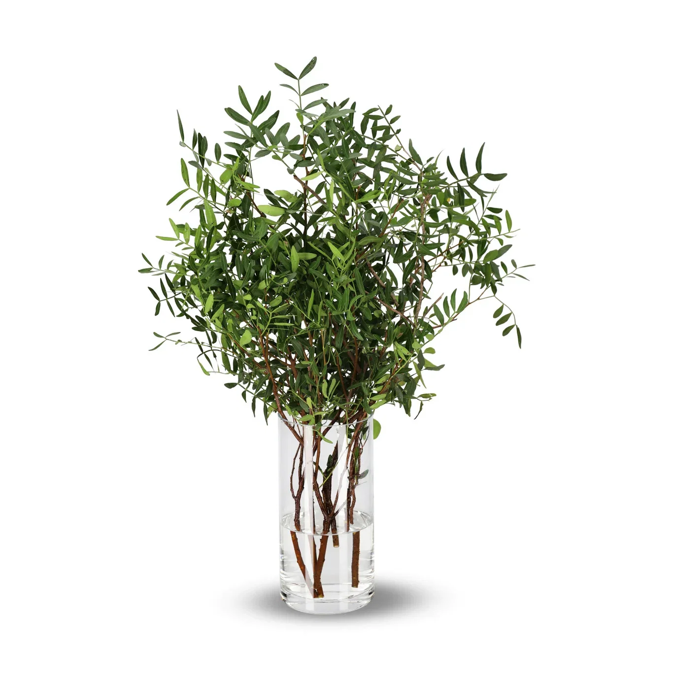 Pistache 5pk Høyde 20-40 cm