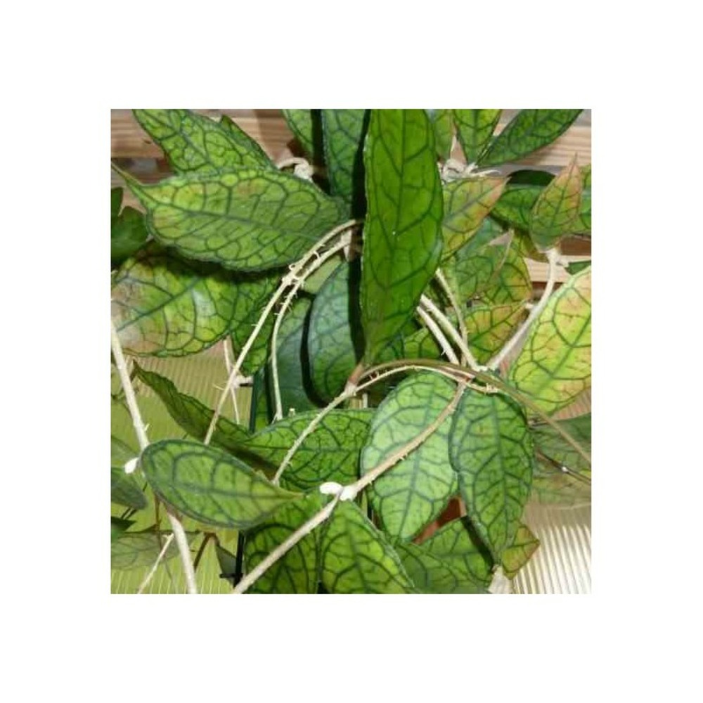 Hoya finlaysonii (fleur de porcelaine, fleur de cire) taille pot de 2 litres - 20/40 cm - jaune rose