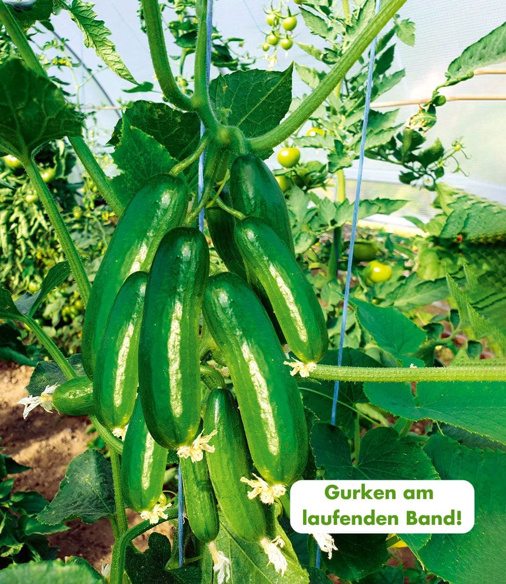 Pflanzenmix für Hochbeete 'Gurken-Trio'