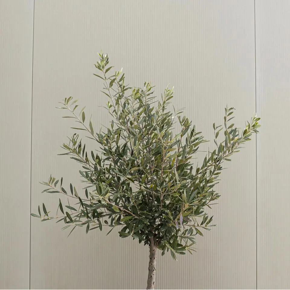 Olijfboom - Olea europaea - Hoogte 60-70cm - ⌀17cm