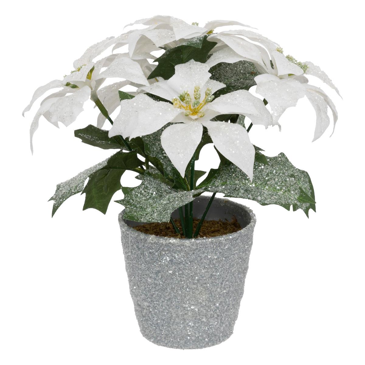BRANCHE POINSETTIA BLANC PAILLETTE POT H.22CM