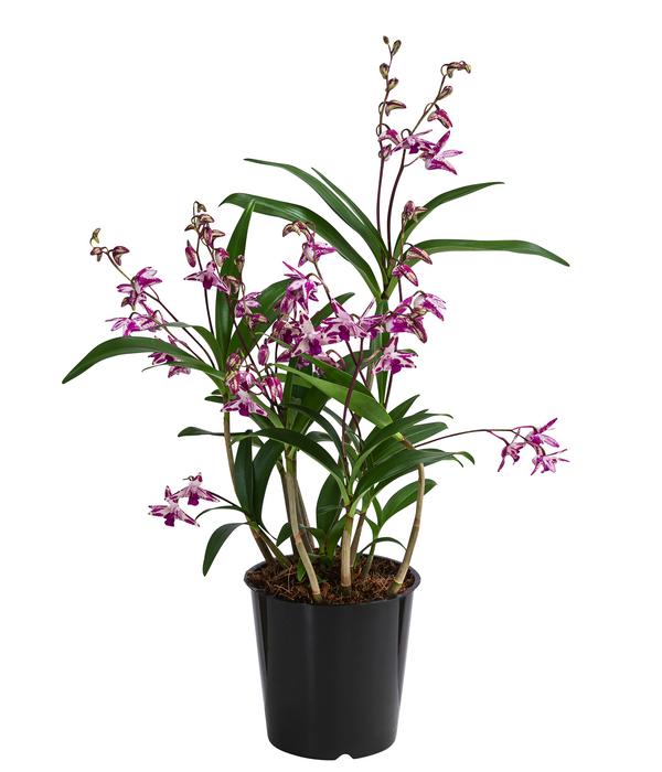 Duft-Traubenorchidee - Dendrobium kingianum