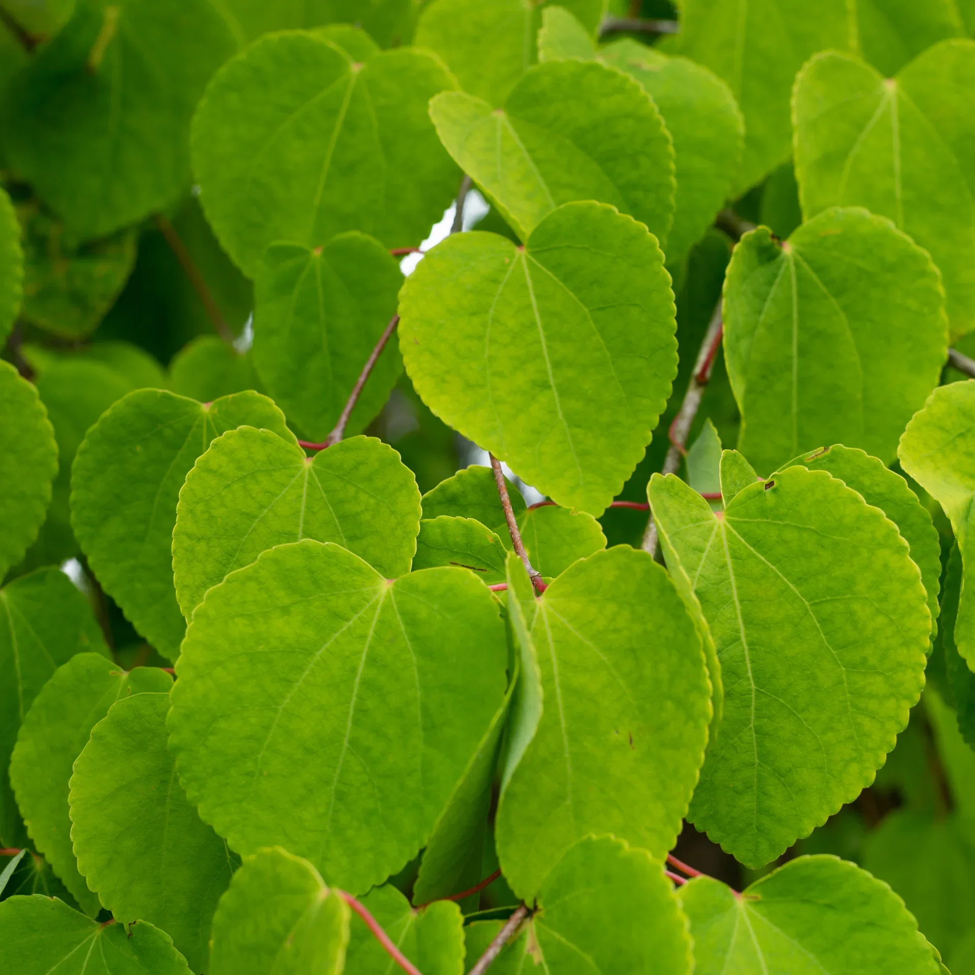 Cercidiphyllum japonicum Hjertetre Ø22 cm