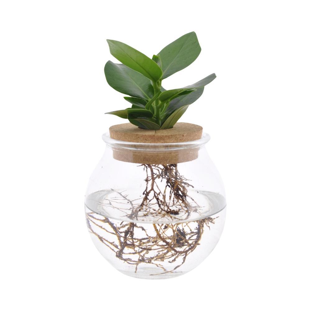 Plante d'intérieur - clusia rosea princess en hydroculture 30cm