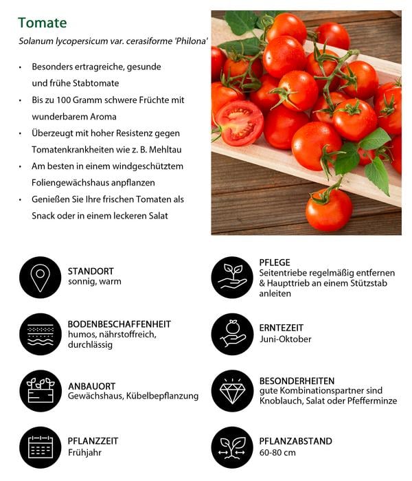 Resistente Tomate, rundfruchtig