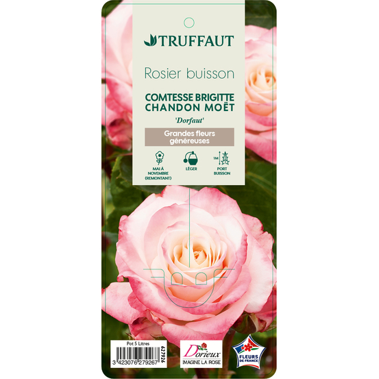 Rosier buisson 'Comtesse Brigitte Chandon Moët®' (Dorfaut): pot de 5 L