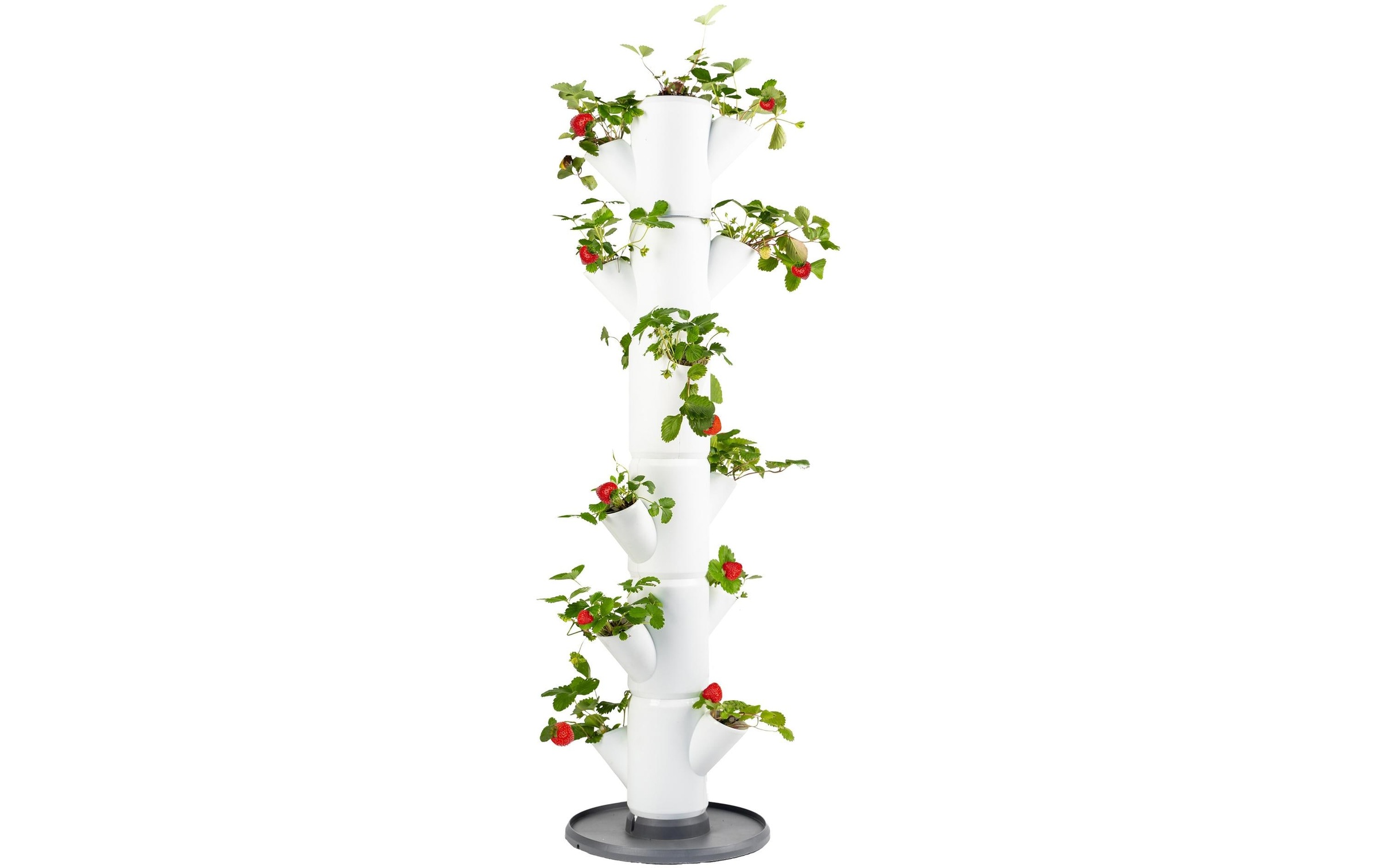Gusta Garden Pflanzkübel »SISSI ST«