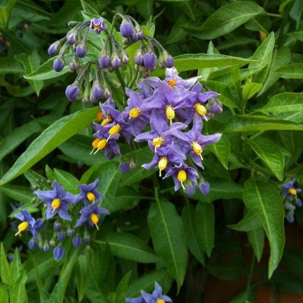 Solanum 'glasnevin' - solanum crispum 3l