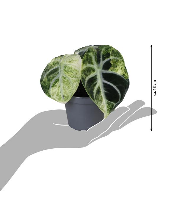 Pfeilblatt - Alocasia 'Ninja' variegata