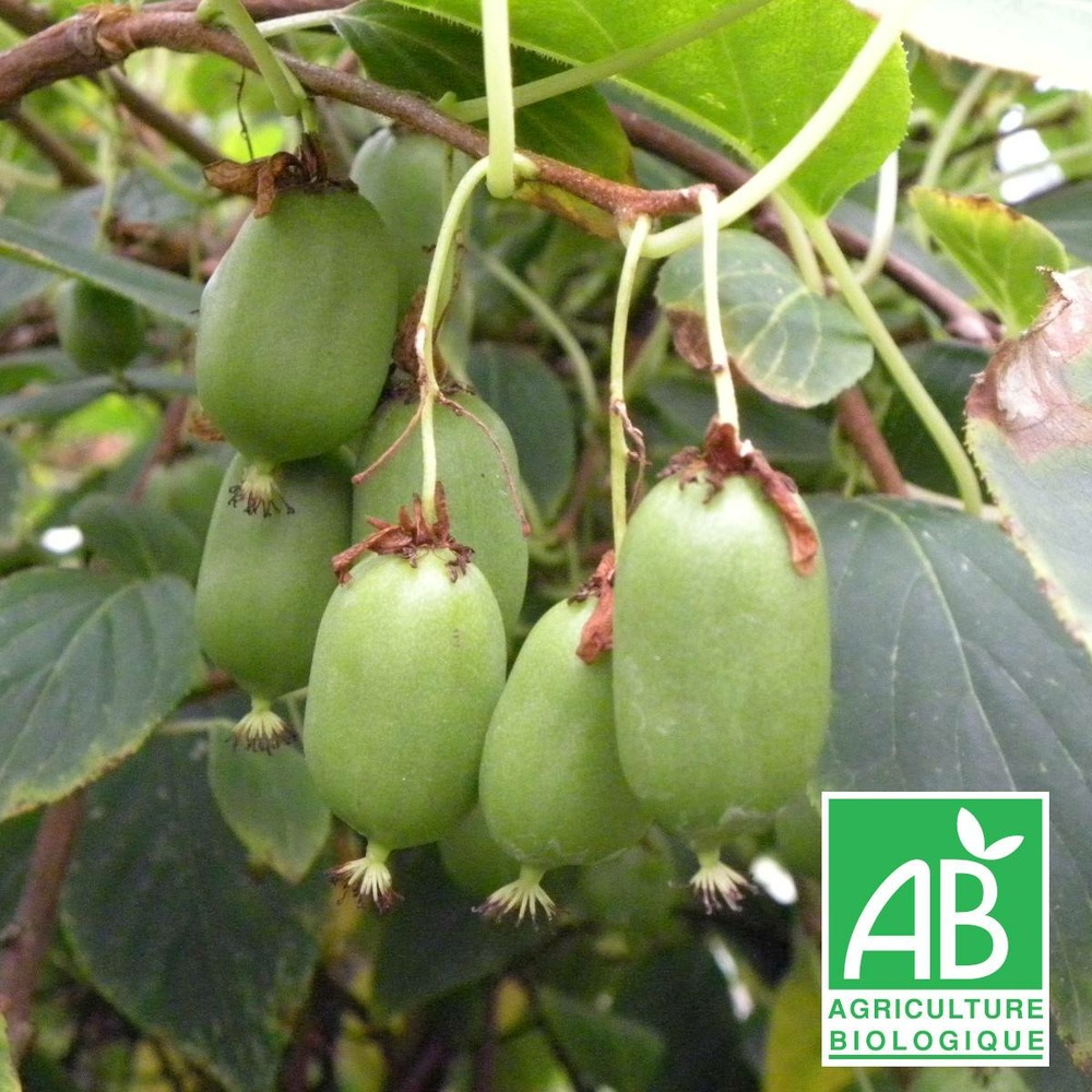 Kiwi de sibérie arguta issaï (autofertile) bio/actinidia arguta issaï (autofertile) bio[-]pot de 3l - ab