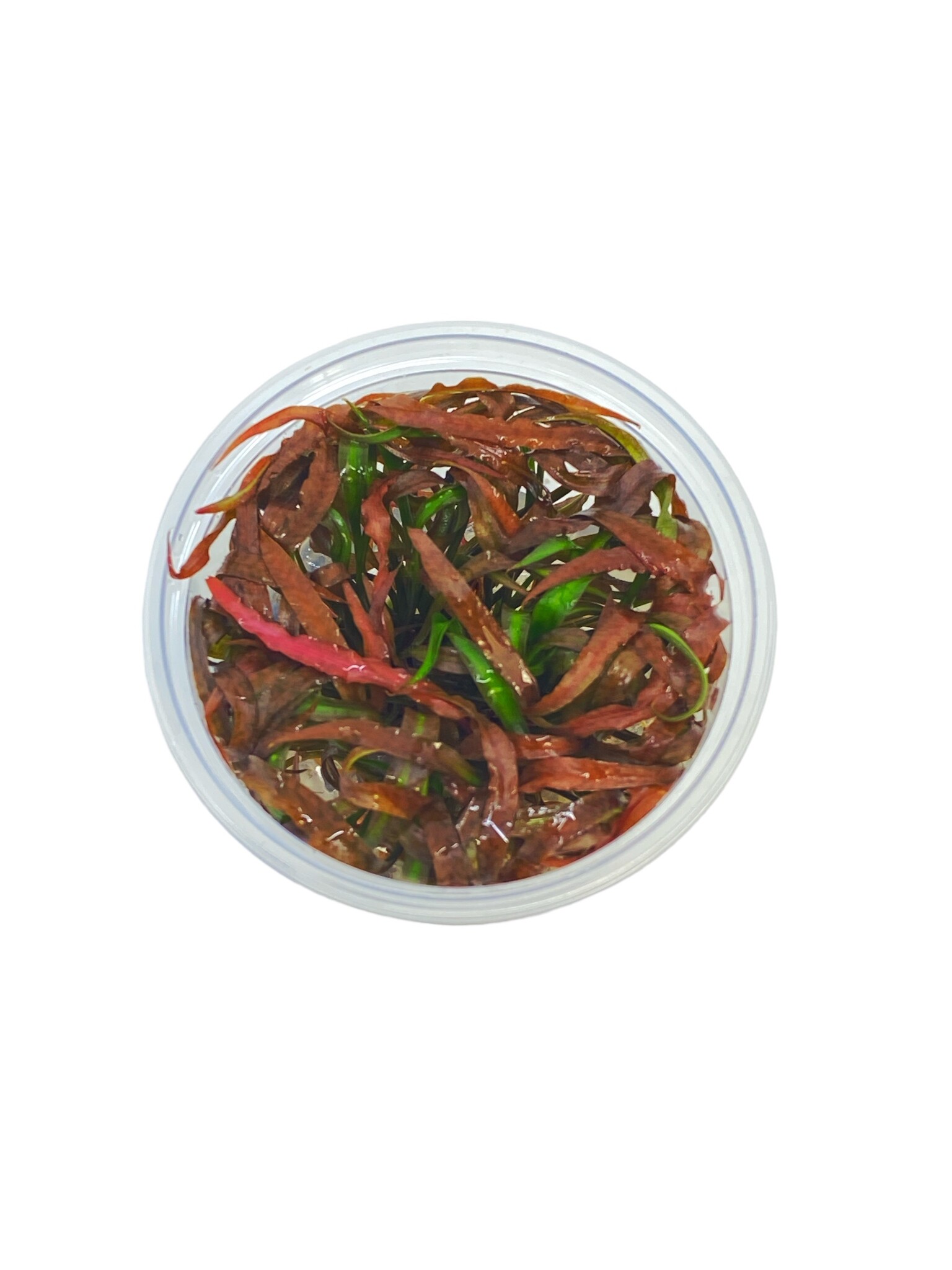 Waterplant Cryptocoryne Spiralis Tiger in-vitro