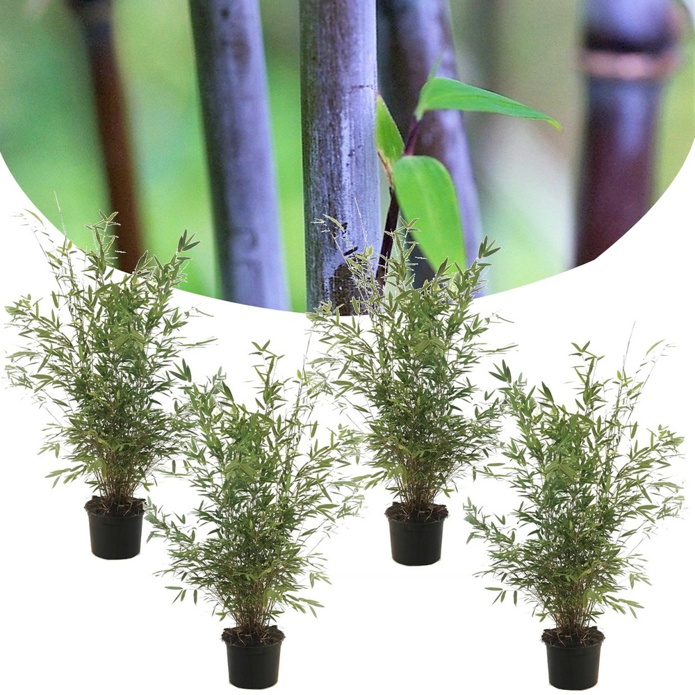 Fargesia gansu - set de 4 - bambou non invasif - pot 17cm - hauteur 50-70cm