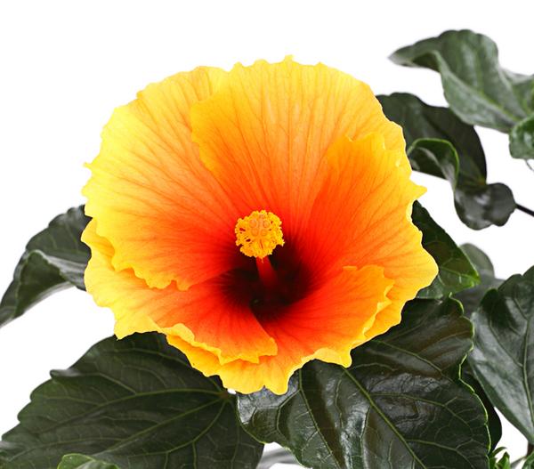 Zimmerhibiskus - Hibiscus rosa-sinensis