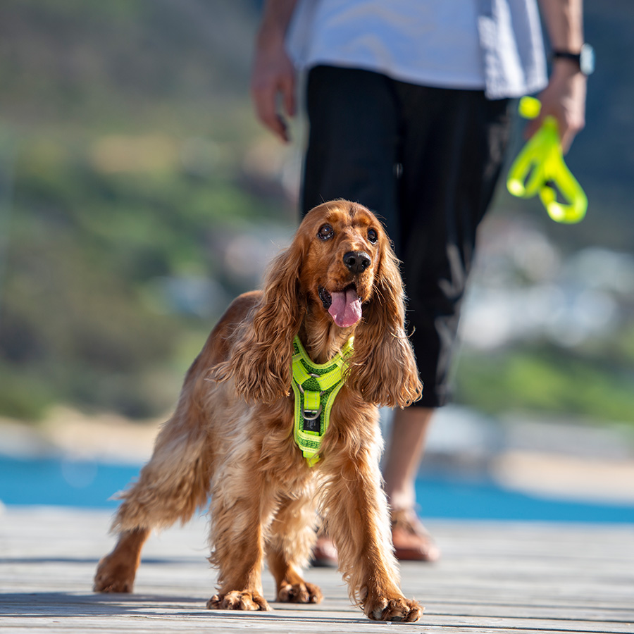 Coleira de controle Rogz em nylon vermelho para cães