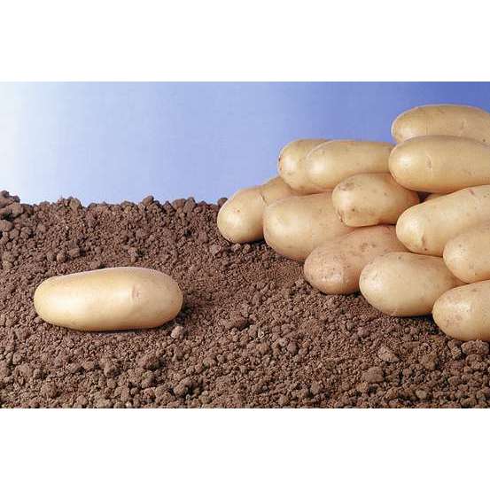 Plants de pommes de terre 'Monalisa' Bio en clayette x60