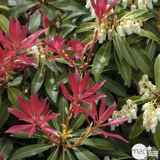 Pieris Forest Flame : Hauteur 60/80 cm conteneur de 20 litres
