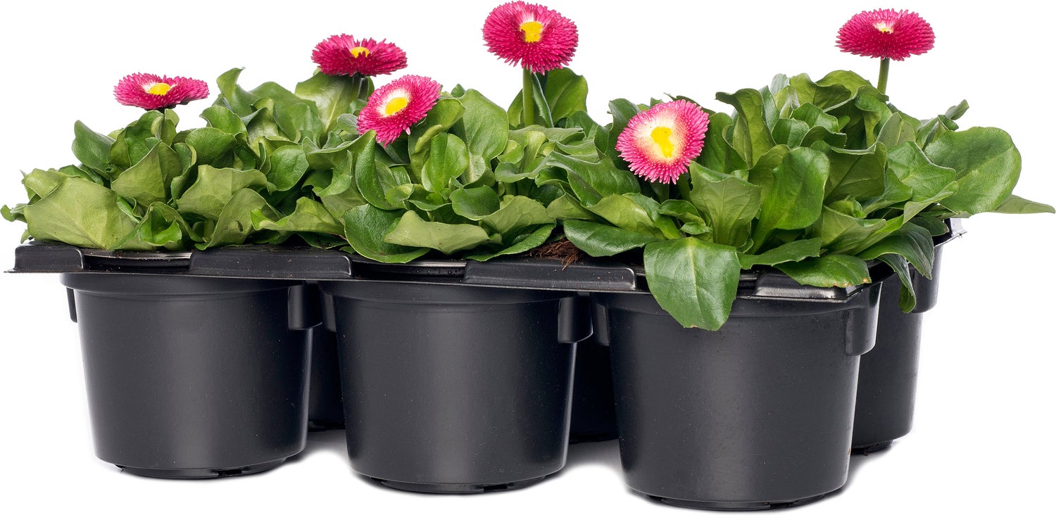 Madeliefje (Bellis perennis 'Bella Daisy Rose') sixpack D 9 H 12 cm