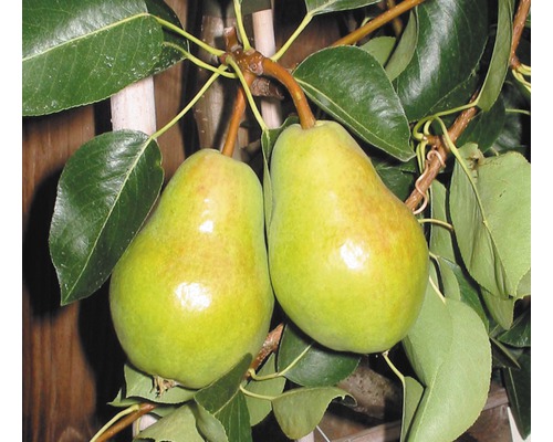 Biologische zomerperenterras FloraSelf Bio Pyrus communis 'Williams Christbirne' H 60-80 cm Co 5 L
