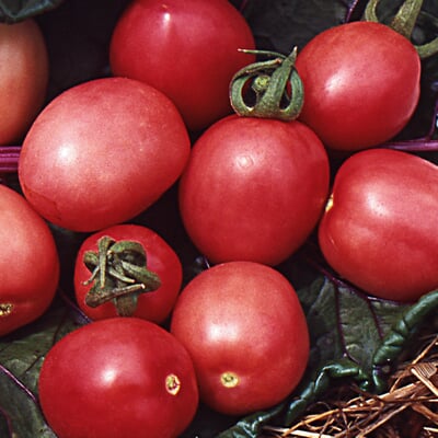Gemüsesamen Tomaten in allen Farben