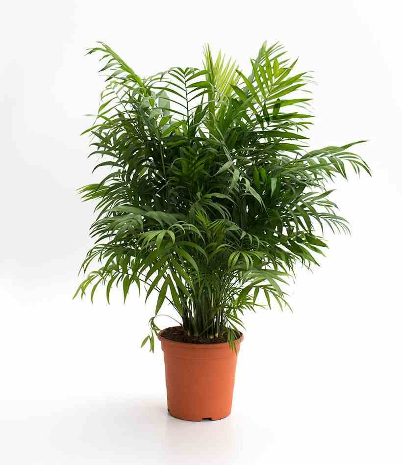 Chamaedorea elegans (chamédorée - palmier de montagne) taille pot de 4 litres - 80/100 cm