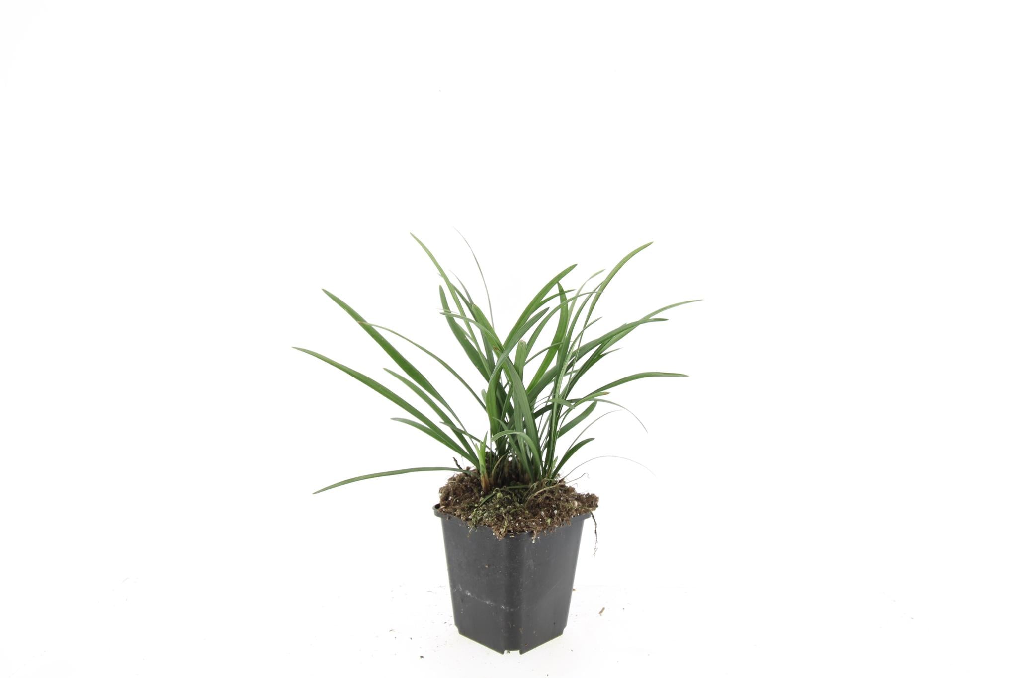 Liriope muscari 'big blue' - lot de 6