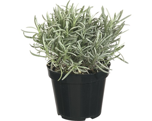 Lavendel FloraSelf Lavandula angustifolia H 10-20 cm Co 1,2 L