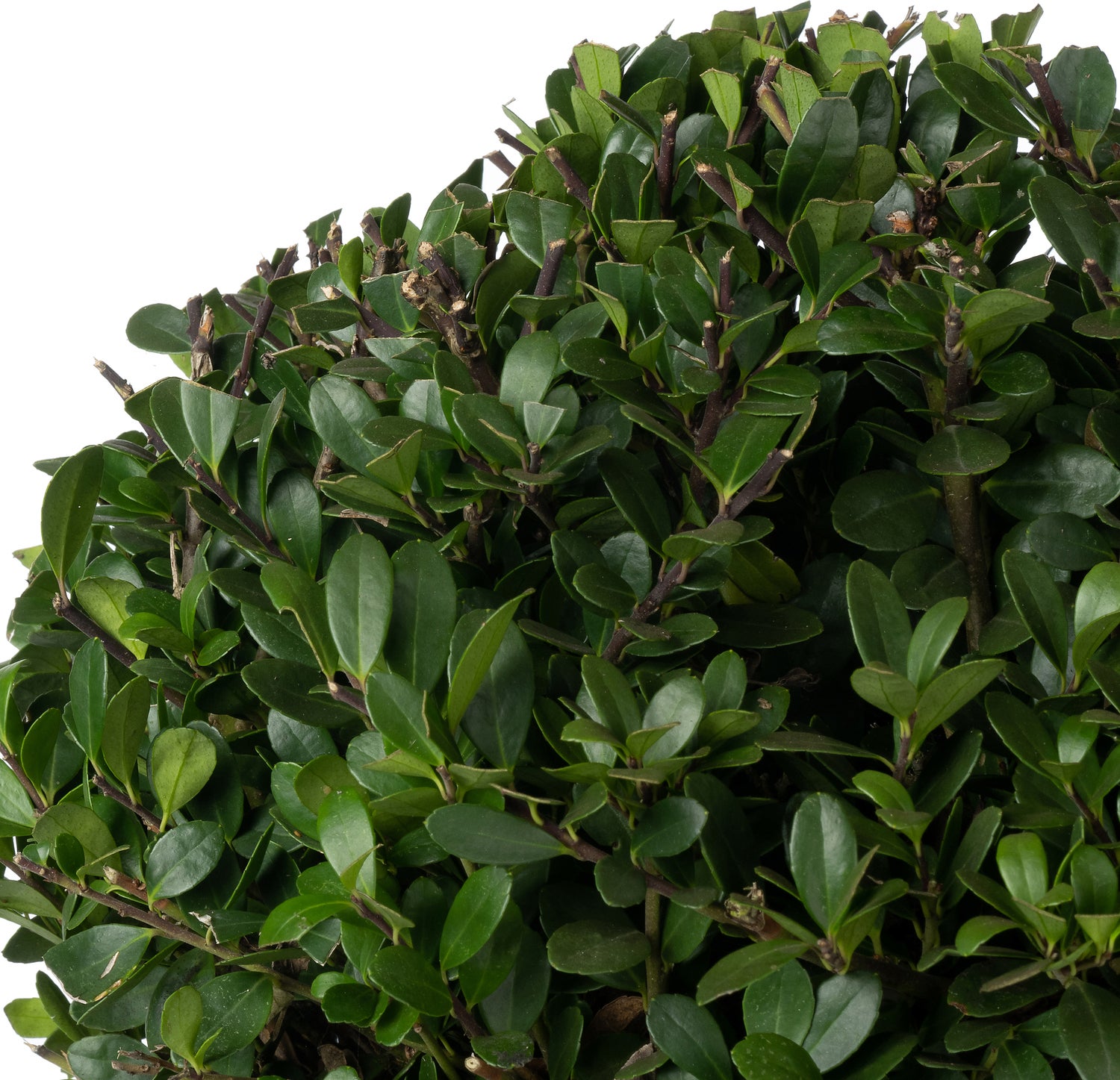 Japanse Hulst in bolvorm (Ilex crenata 'Dark Green') D 19 H 20 cm