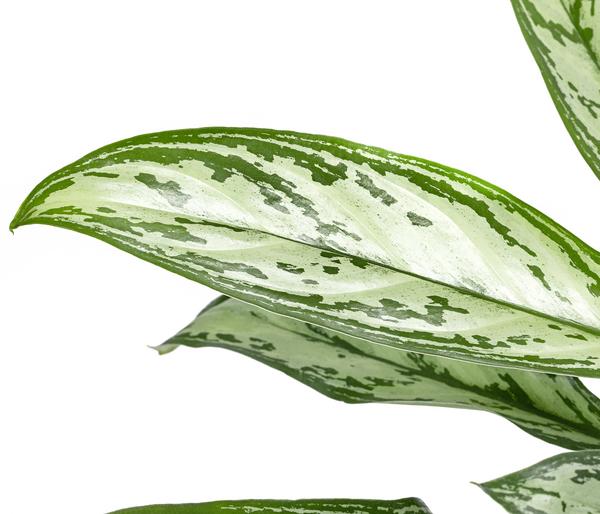 Kolbenfaden - Aglaonema cultivars 'Christina'