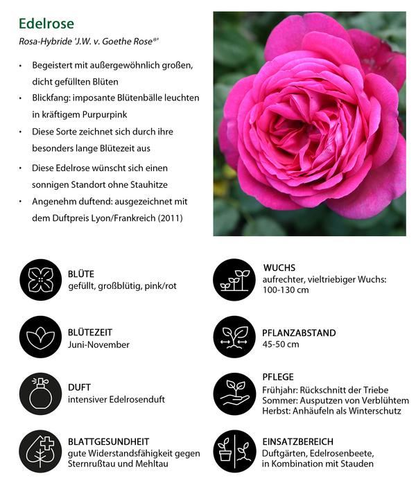 Edelrose 'J.W.v. Goethe Rose®'